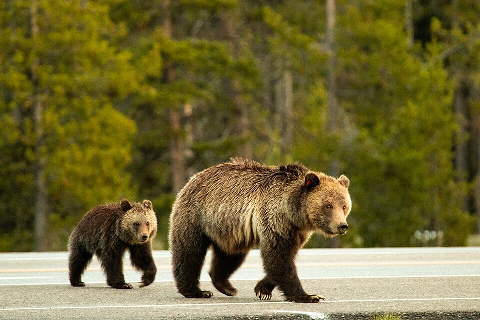 Best European Road Trips: Readers’ Favourites, From Bears to Bends
