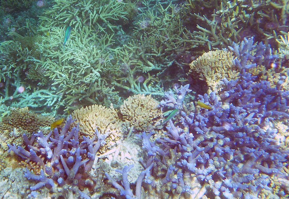 Australia Welcomes UNESCO Move to Spare Reef Danger List