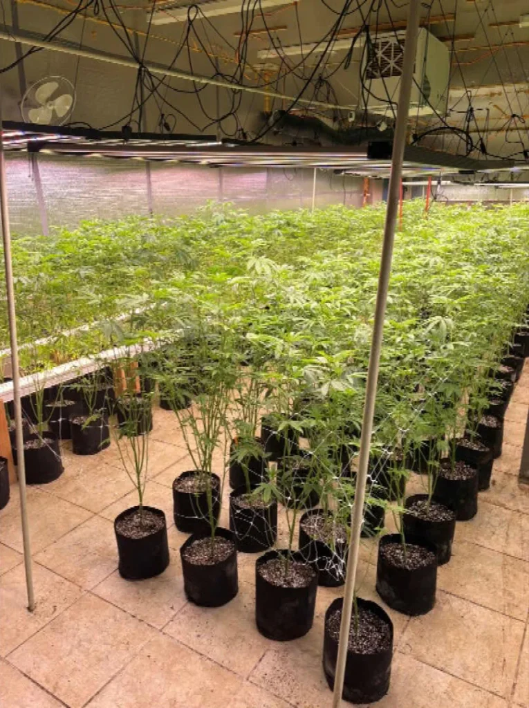 SWAT teams seize 1,900 marijuana plants at illegal grow on Colorado’s Eastern Plains
