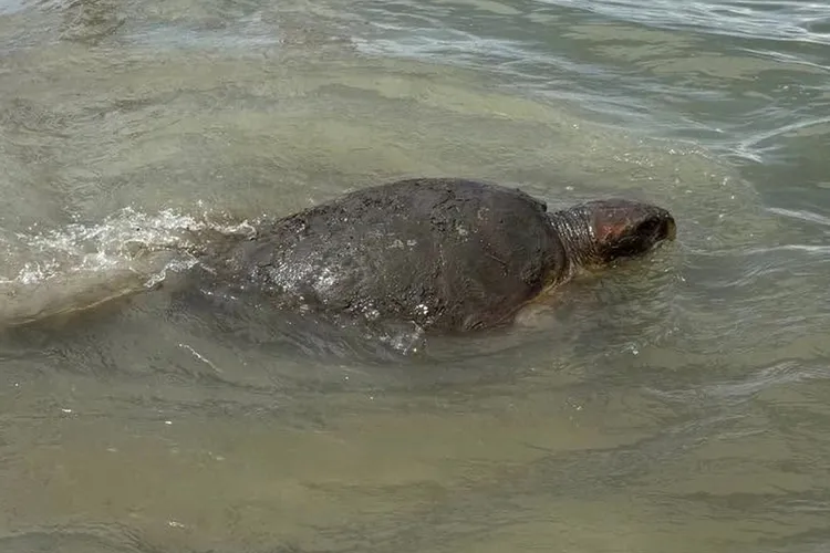 250-Lb. Loggerhead Turtle Rescued From Georgia Marsh