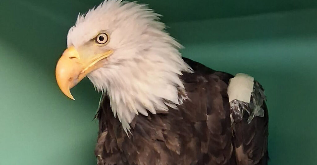 From Nest to Deathbed, Jackie the Eagle Entranced California and Past