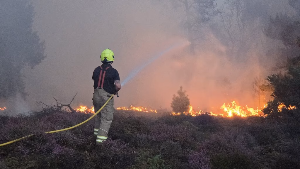 Rewilding relationship to document fires: After 1,017 wildfires ALREADY this 12 months, eco-dogma is blamed for becoming the nation right into a tinderbox