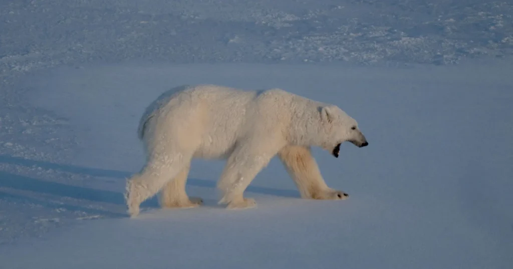 $5,255 wonderful published after foghorn wakes up sleeping polar bear