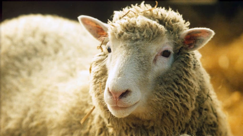 Disclosed: The stunning explanation why scientists called Dolly the Sheep after Dolly Parton