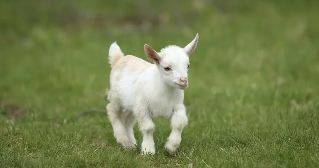 North Carolina rabies warning after baby goats test positive