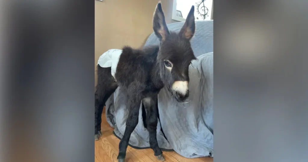 Donkey killed in Polk County as Cedartown officer placed on leave