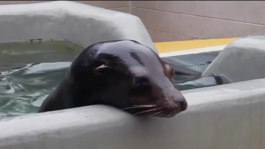 Growing numbers of sick marine mammals strand on California coast