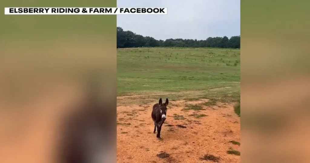 Owner seeks legal action as Georgia probes donkey’s death