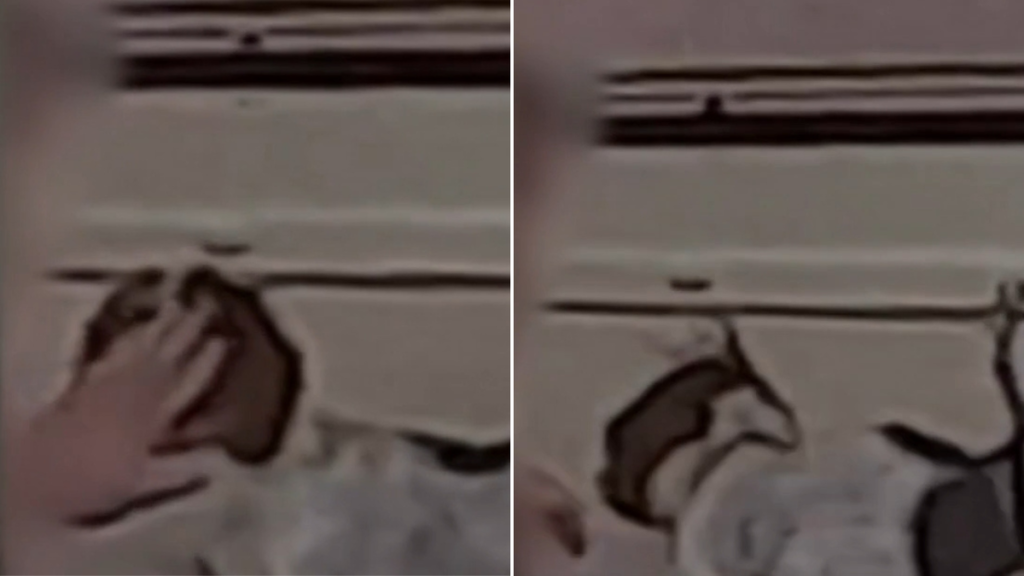 Dog groomer probed over footage appearing to show pet being hit