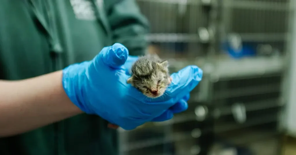 500 cats taken into care after seizure in Tacoma