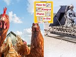 The unusual science of testing with poultry and crash dummies
