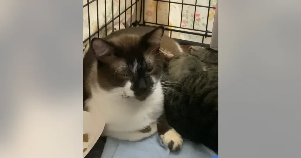 Neighbours stunned after 101 cats removed from Tacoma house