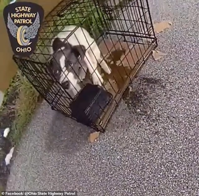 Puppy rescued from roadside cage settles into loving new home