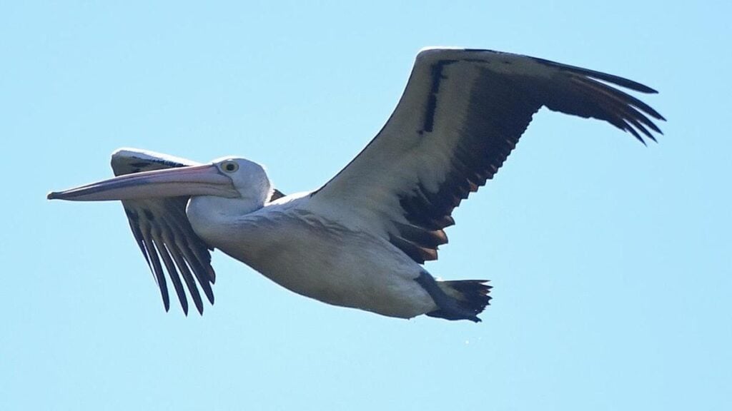 Bird flu claims first pelican as another sea lion dies
