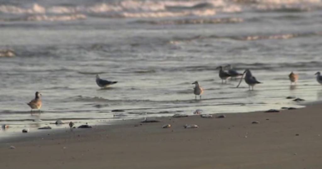 Galveston red tide may push up seafood prices and hit restaurants