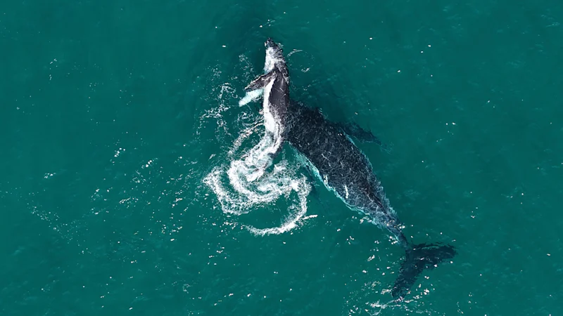Mother-calf footage sheds light on whether animals grieve