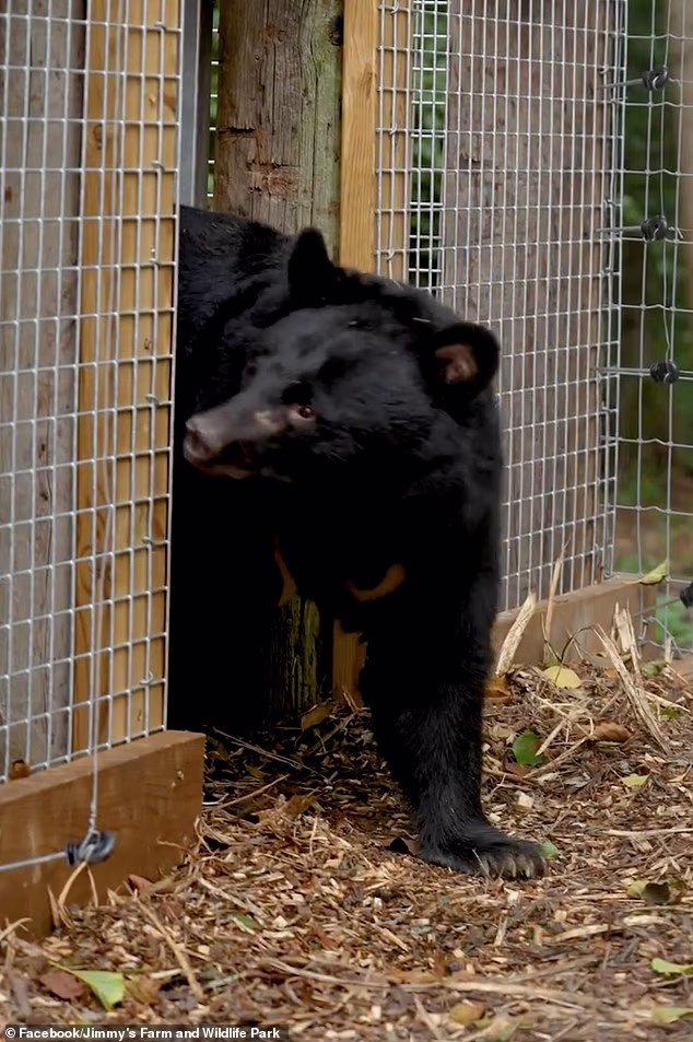 Five moon bears rescued from South Korean bile farm reach Suffolk