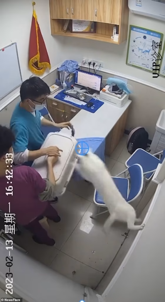 Mischievous cat leads vets on a chase around the clinic