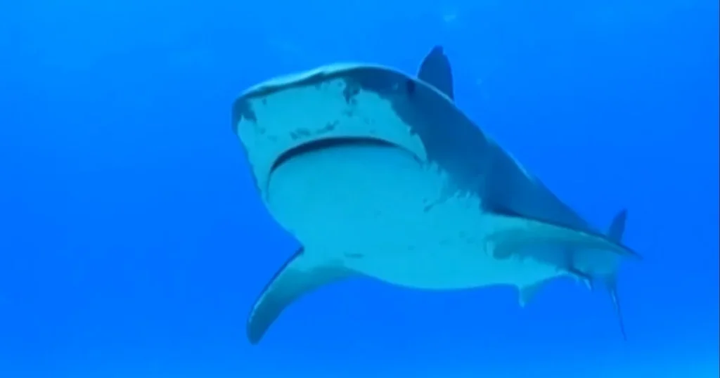 Swimmer killed by shark as beachgoers watch in Australia