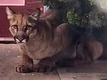 Mountain lion causes chaos as San Francisco cops fail to catch it