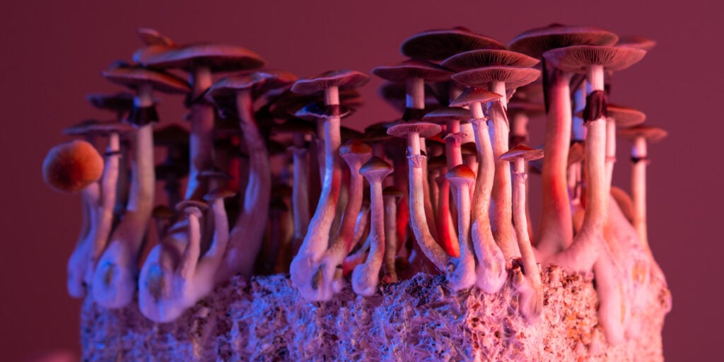 Psilocybin and antidepressants reduce the brain’s negative biases