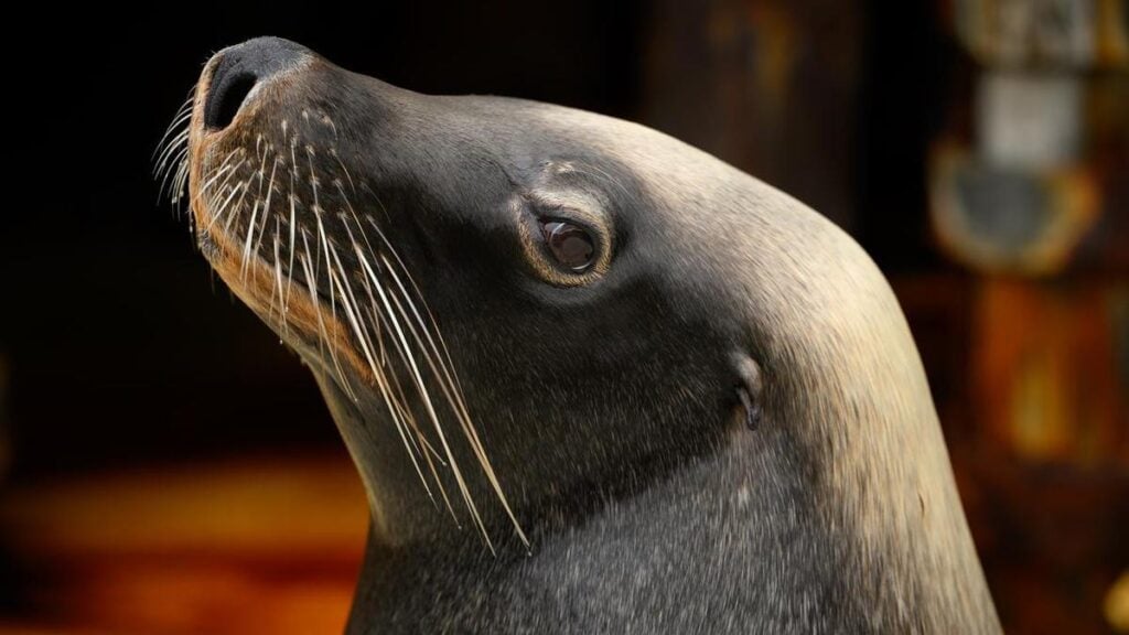 Fears for wildlife after bird flu found in four sea lions