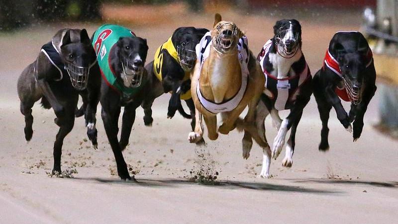 South Australia keeps greyhound racing amid animal welfare fears