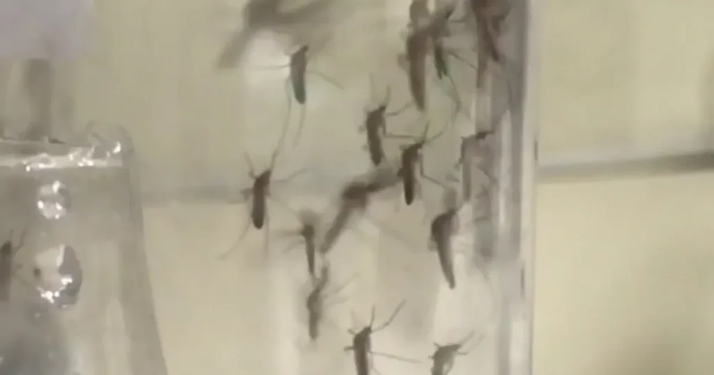 West Nile virus cases rise in LA County as mosquito control begins