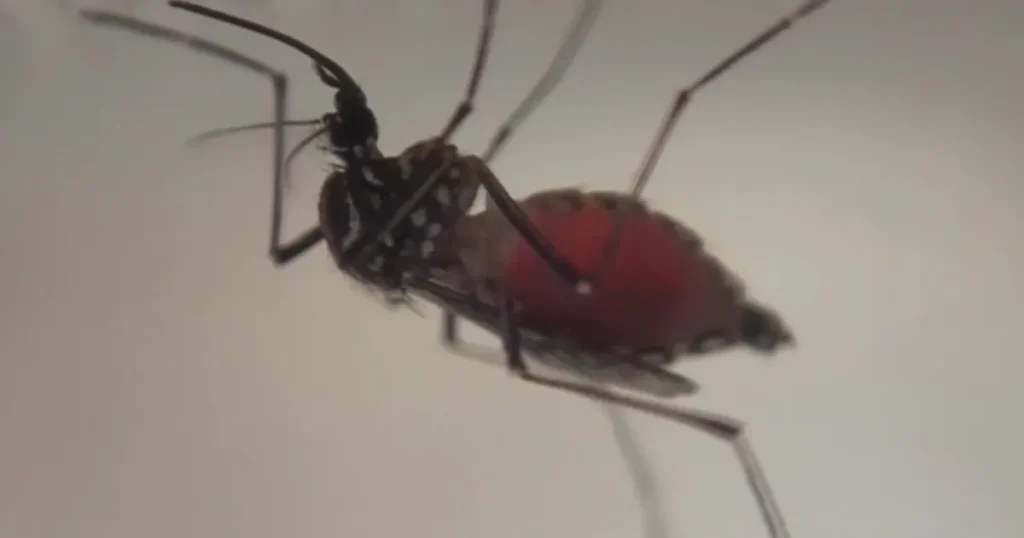 Emergency declared in Pasco County as dengue cases climb
