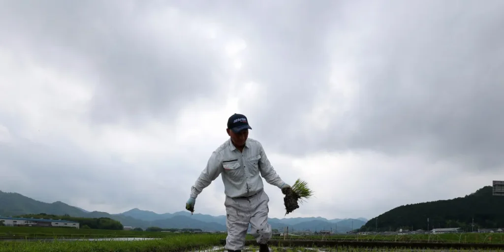 Japan’s rice shortage turns to surplus in two years