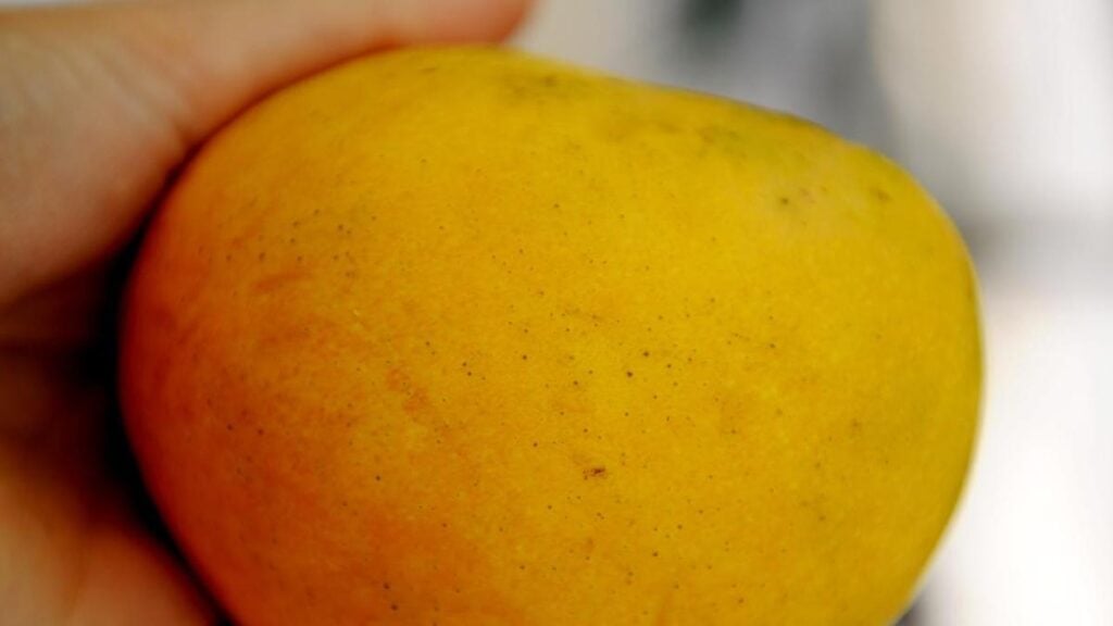 Mango farmers fear top-quality crop could spoil unsold