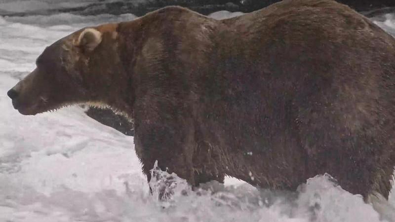 Portly bear wins Alaska’s annual Fat Bear Week contest
