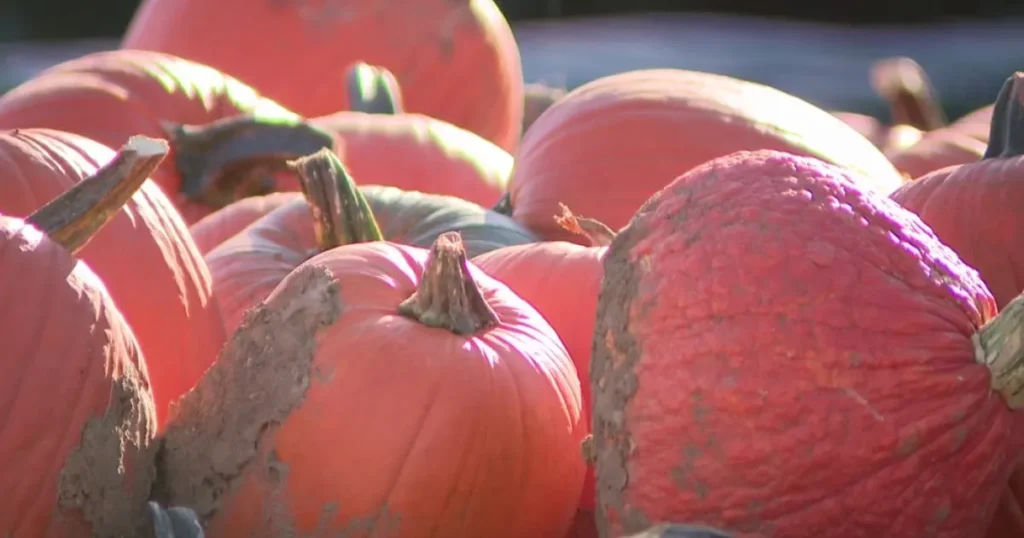 Fine weekend weather draws crowds to Cedarburg pumpkin patches