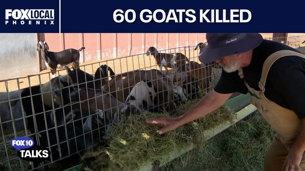 Goat farm loses a third of its herd