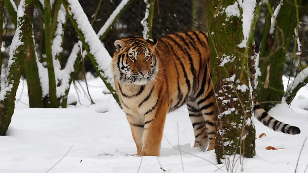 Man dies after entering tiger habitat at wildlife park in England