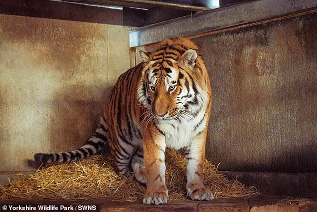Man killed by tiger at Yorkshire zoo after dancing, witnesses say