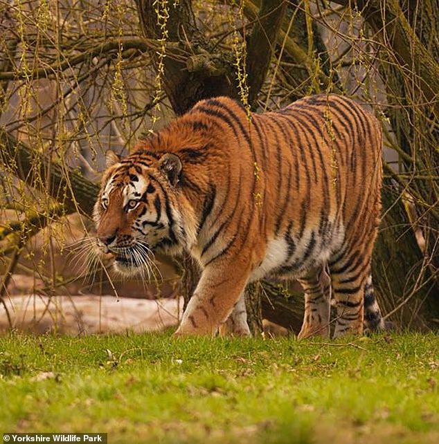 Man knelt and prayed before tiger mauled him to death at UK zoo