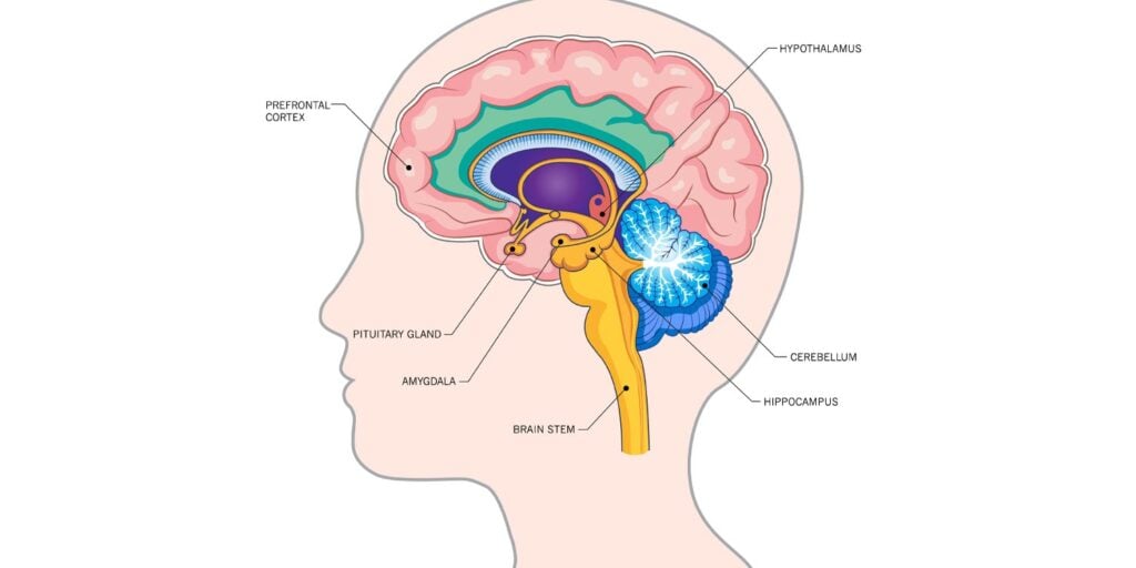 Possible trade-off in hippocampus replay of new memories