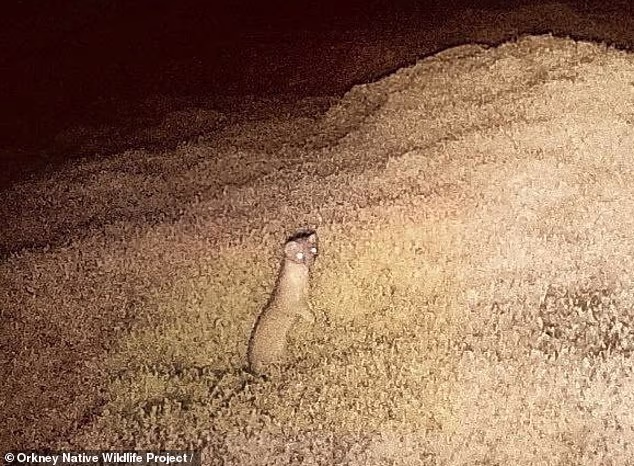 Tiny predator captured after £150,000 hunt on Scottish island