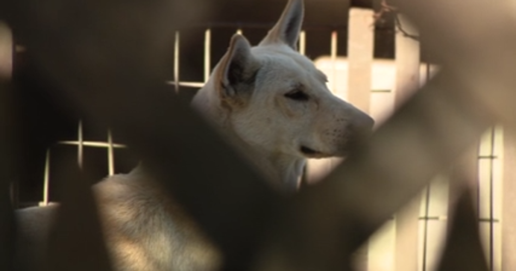 Dozens of dogs removed from Vallejo property in cruelty probe