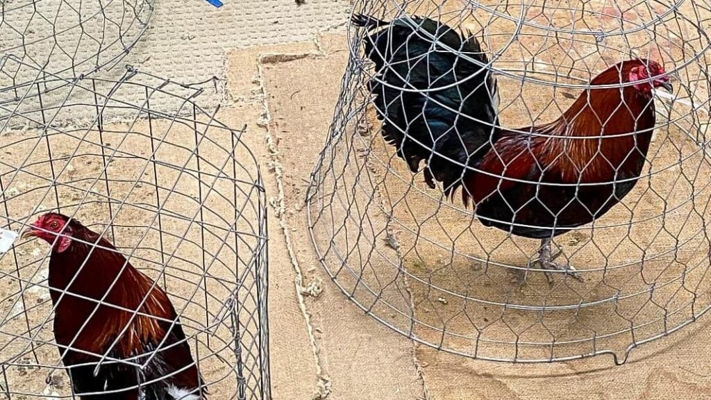 Victoria eases bird flu poultry curbs as temperatures rise
