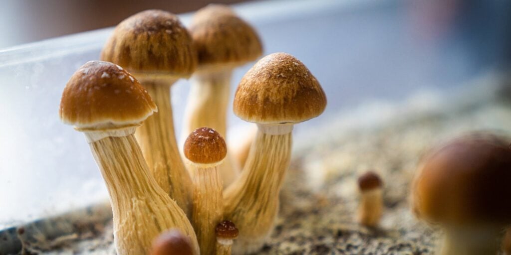 One-dose psilocybin acts on depression; placebo edge fades by year