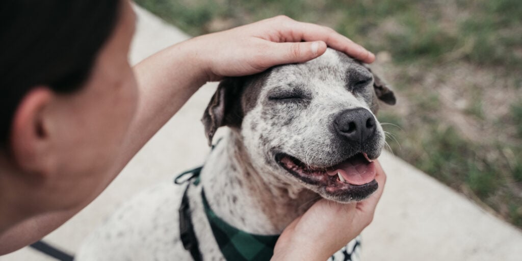 Touch helps dogs cope with stress, study finds
