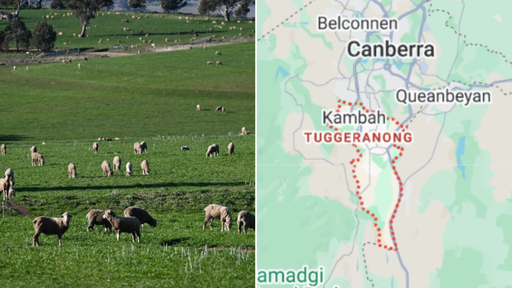 Police seek teenager after four sheep die in suspected attack