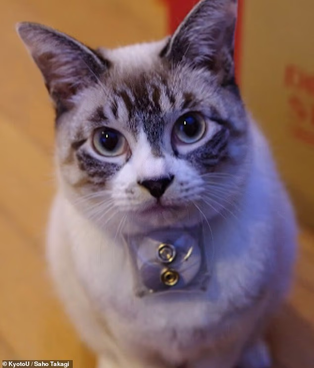 Time with cats linked to better moods among owners, study finds
