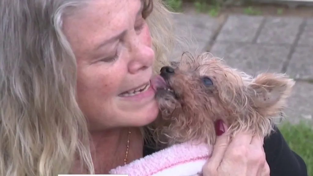 Stolen dog returns home with unexplained burns