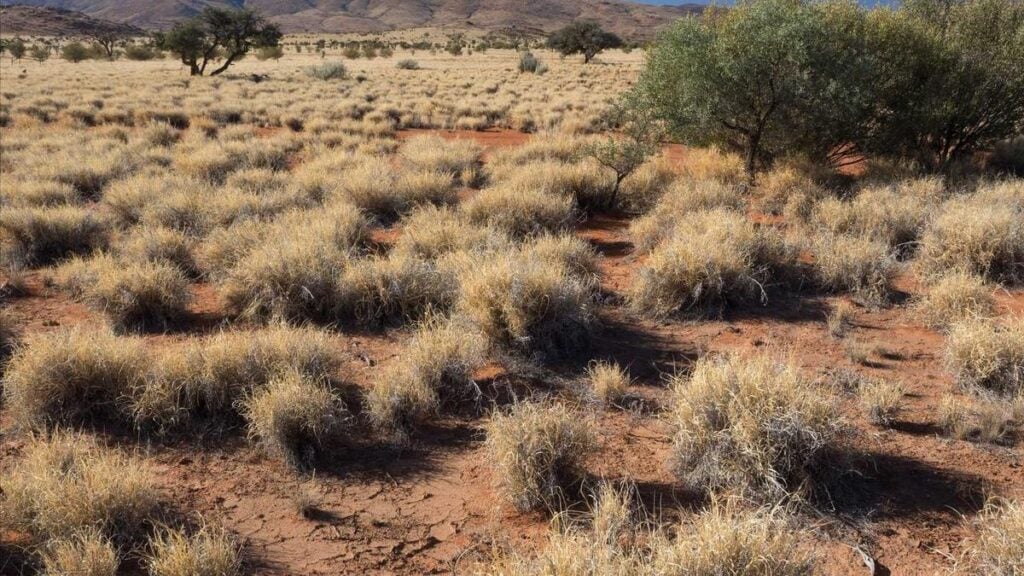 Invasive weed spread puts sacred waterholes at risk