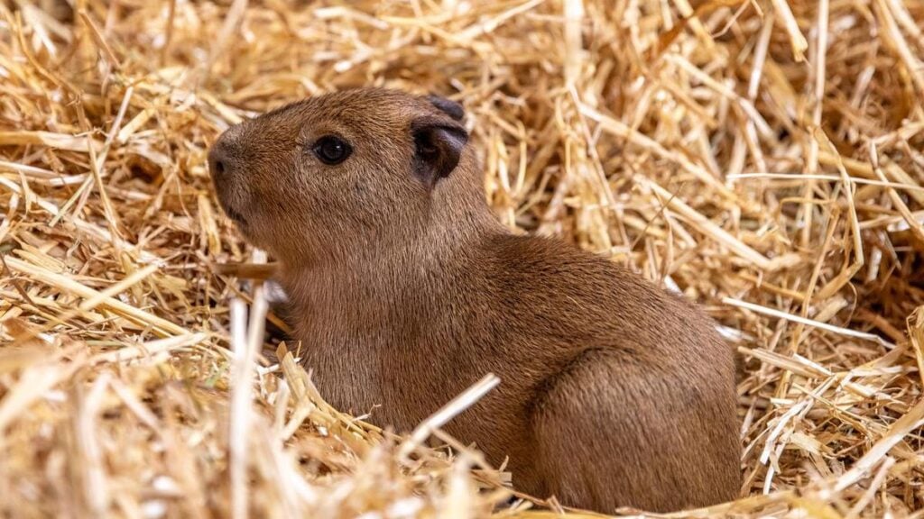 Capybara pups born in Britain after fellow capybara’s fame
