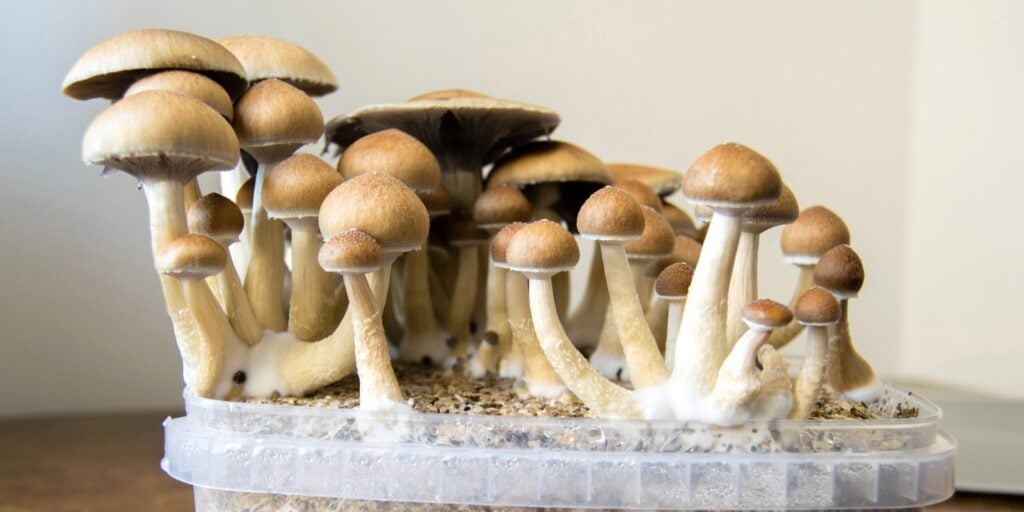 Cognitive bias shapes US drug policy away from science