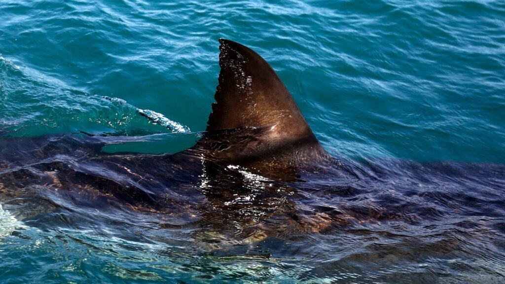 Woman dies after shark attack in South Africa
